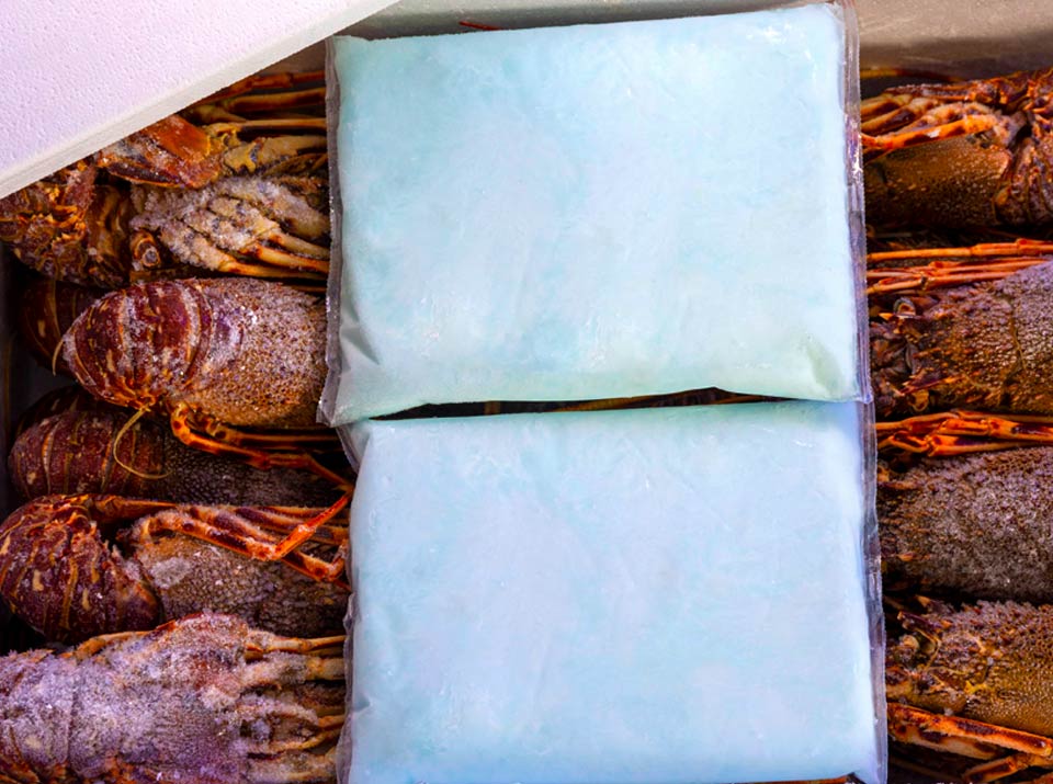 Lebensmittelechte Kühlkissen auf gefrorenem Hummer liegend, Gel Pads für den Transport von Meeresfrüchten wie zum Beispiel gefrorenem Hummer